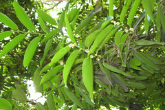 Diospyros malabarica